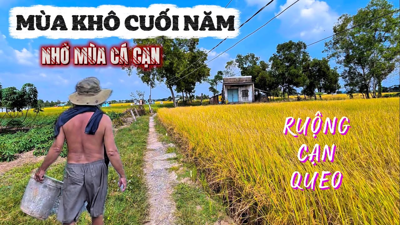 Ruộng Dần Cạn Queo Mùa Gần Tết - Khám Phá Đường Đê Vào Thị Trấn Cần Giuộc Xưa Trong Mùa Cuối Năm .