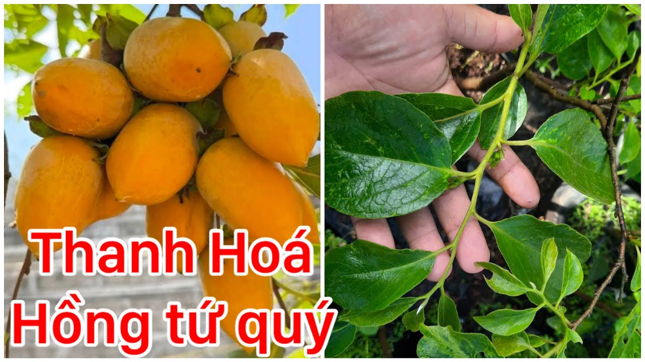 Kỹ thuật chăm sóc Hồng tứ quý Thanh Hoá tại Miền Tây | 0386569374 - Ngọc Ngân Bến Tre 