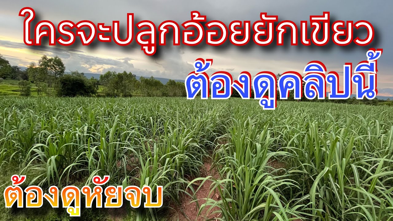 อ้อยยักเขียว ใครจะปลูกต้องดูคลิปนี้