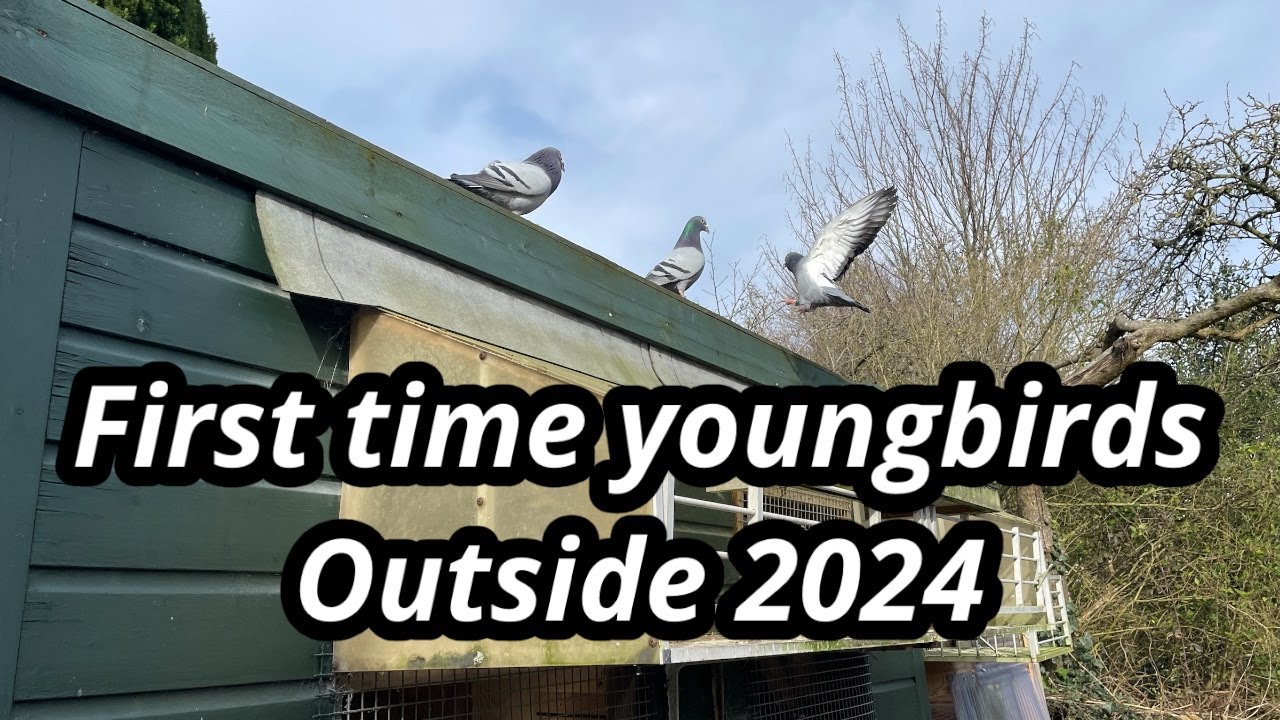 First time youngbirds outside 2024 | Old birds training | Racing pigeons |