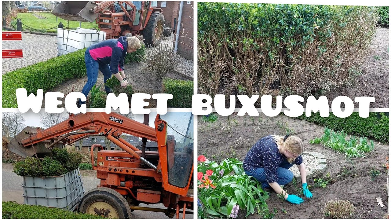 WEG MET BUXUSMOT | Boer Gerrit vlogt