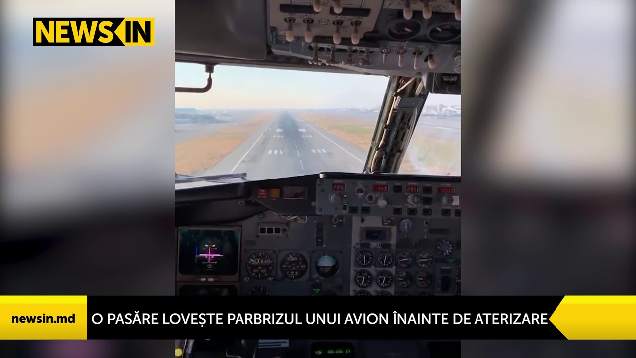 O pasăre lovește parbrizul unui avion &icirc;nainte de aterizare