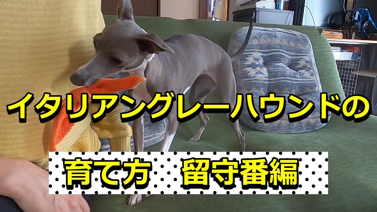 イタリアングレーハウンドの育て方　留守番編 How to Grow Italian Greyhounds: Answering Machine