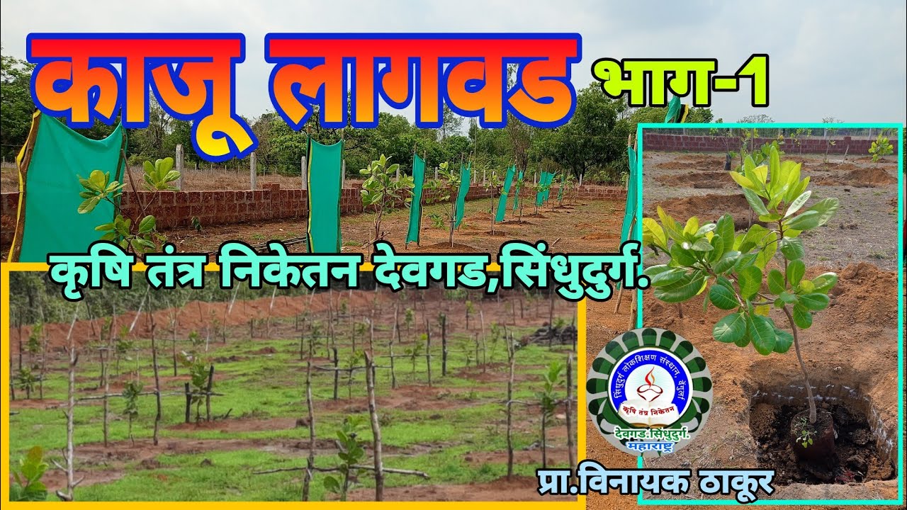काजु लागवड भाग - 1/Cashew plantation - 1/kaju lagvad