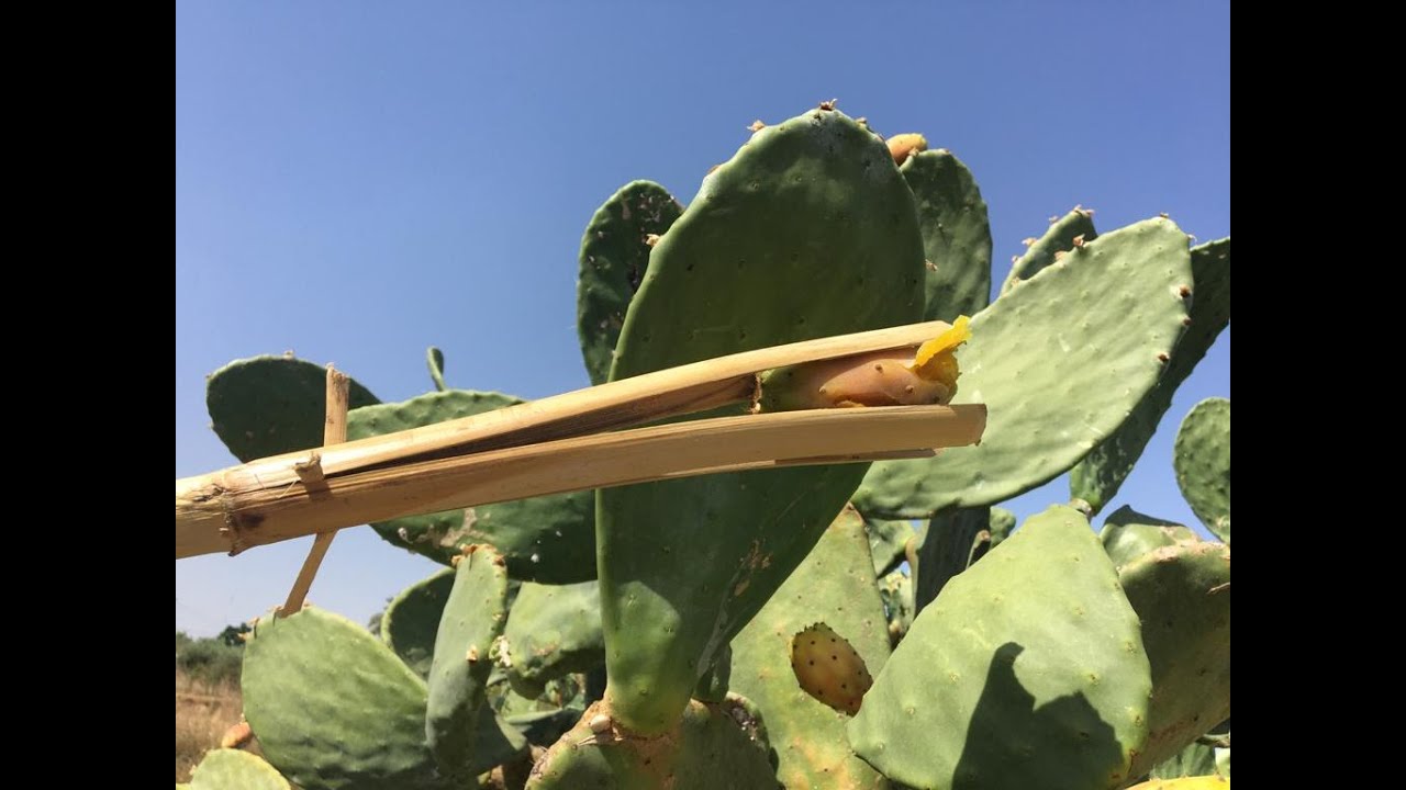 C&oacute;mo coger higos chumbos o tunas &iexcl;sin pincharte!