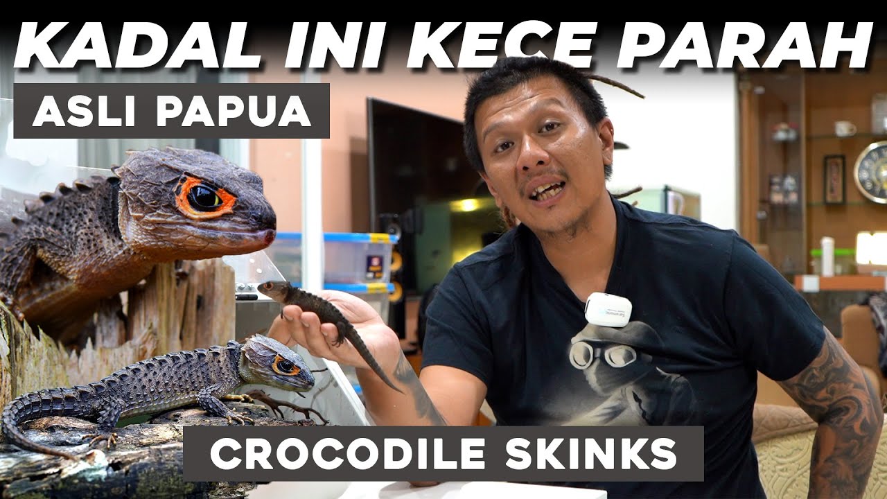 Tribolonotus Gracilis - Crocodile Skinks || NAGA HITAM YANG ICONIC