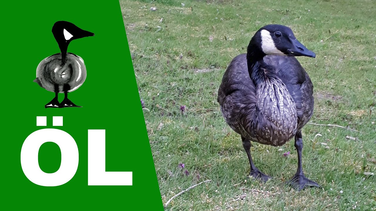 Öl im Gefieder - Tiernotruf #290