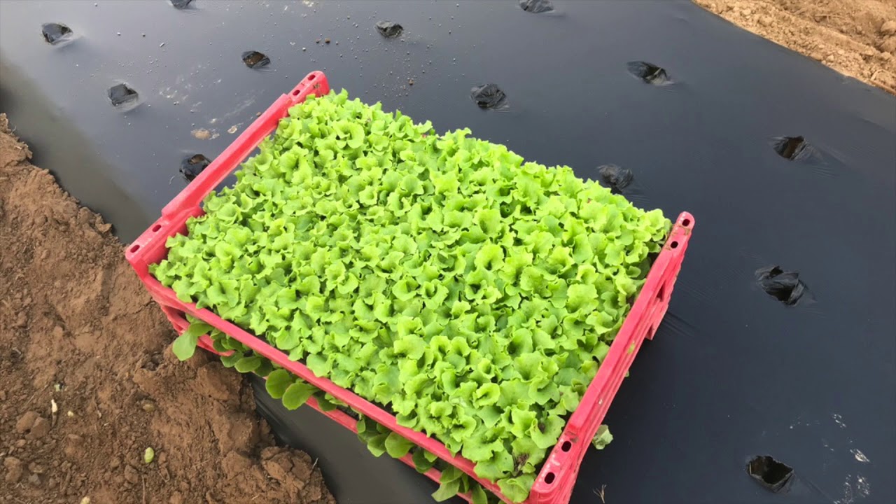 plantation salade sous tunnel serre