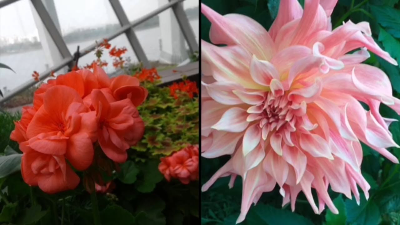 The beauty inside Flower Dome - Garden by the Bay