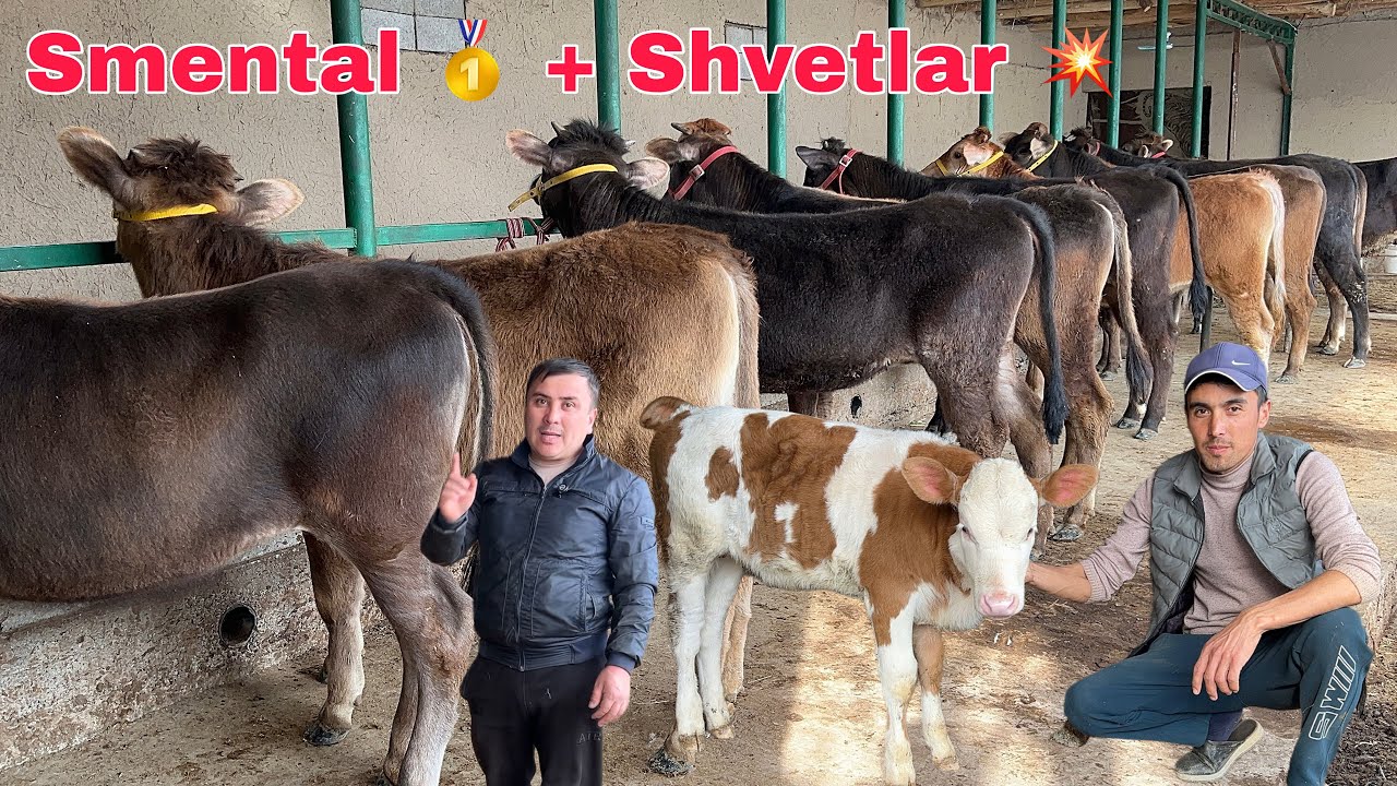 ARZONCHI 🥇AKADAN 💥YANGI PARTIYA ✅