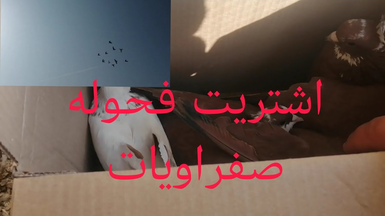 فصل شادات حمر + اشتريت طيور جديدة 