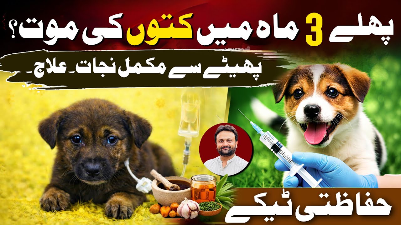 Vaccination schedule in dogs | Phaity ki vaccine or ilaj | canine parvovirus infection/ CD in dogs