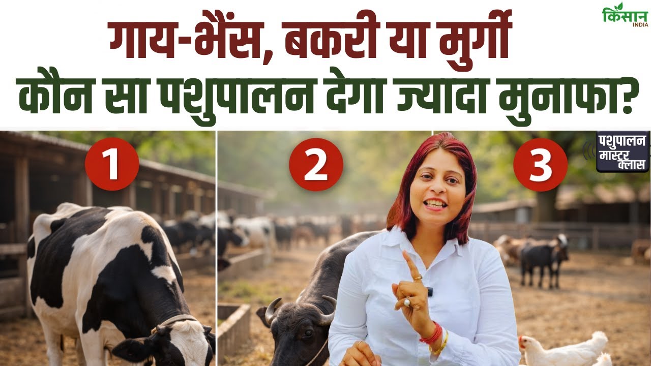 Animal Husbandry Business Tips: कौन सा पशुपालन दिलाएगा सबसे ज्यादा कमाई? पूरी सच्चाई जानिए