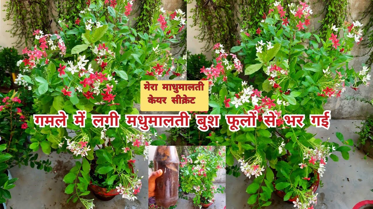 madhumalti मे आएगी फूलों की बाढ डालो ये खाद और ऐसे करो देखभाल/rangoon creeper/jhumka bel/honeysuckle