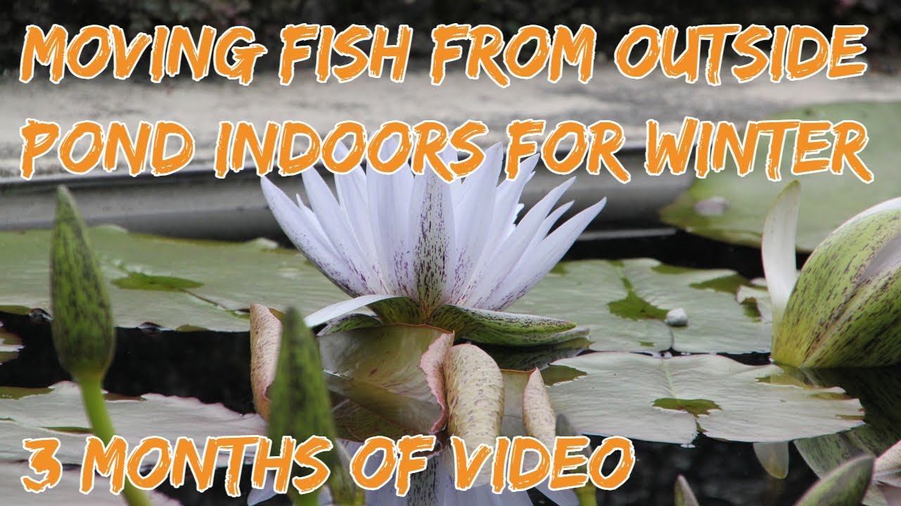 Moving fish from pond to indoors (3 months of video)