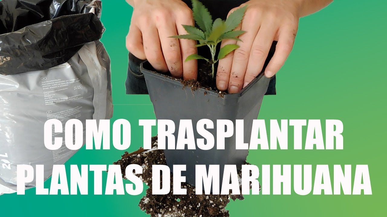 C&Oacute;MO TRASPLANTAR PLANTAS de MARIHUANA