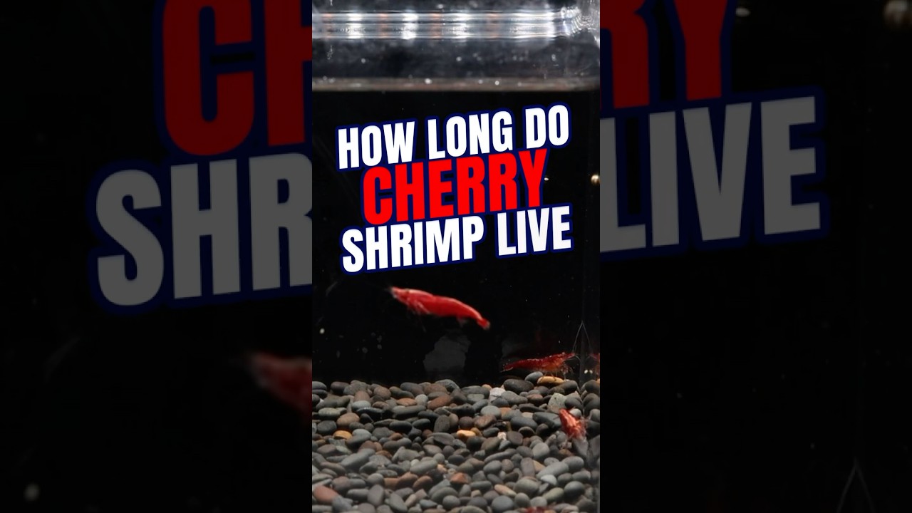 How Long do Cherry Shrimp Live? Cherry Shrimp Lifespan