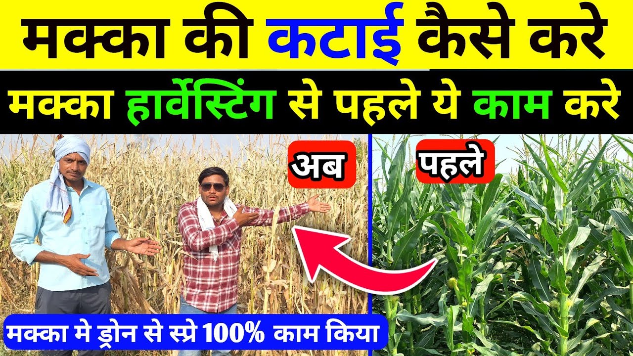 मक्का कटाई का ये तरीका नहीं देखा होगा 🌽 मक्का काटने का झंझट ख़त्म 🌽 makka harvesting kaise kre #makka