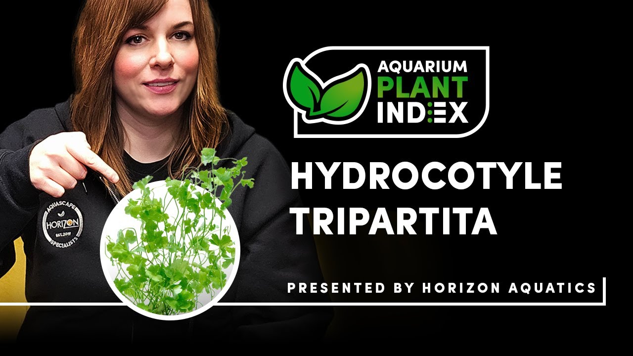 Уход за зелёными аквариумными растениями Hydrocotyle Tripartita | Советы по выращиванию, освещени...
