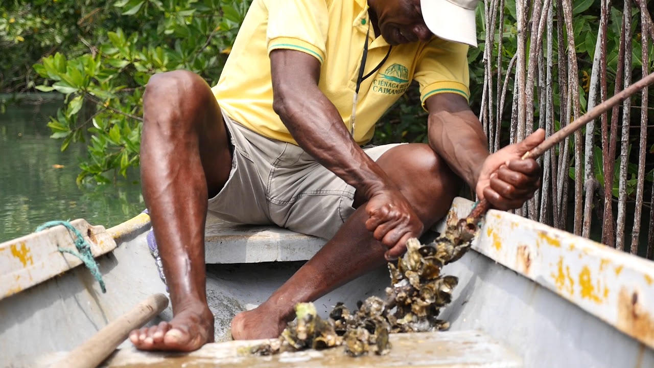 Cienaga la caimanera