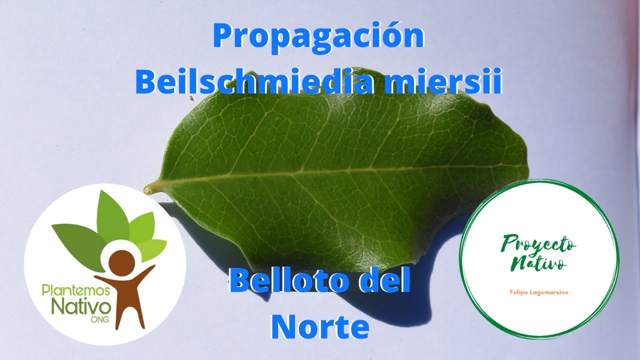 Propagación del belloto del norte (beilschmiedia miersii), en cuarentena
