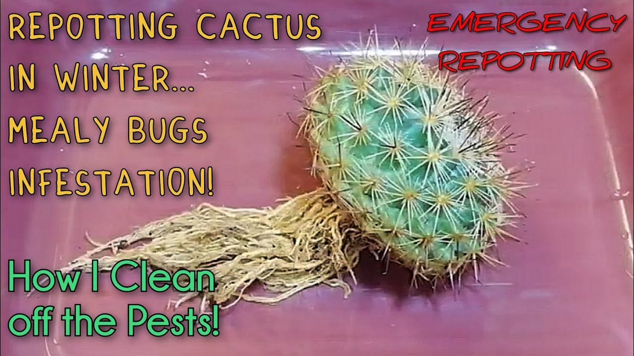 REPOTTING CACTUS in Autumn & Winter Dormant Season | Mealy Bugs on Cactus!