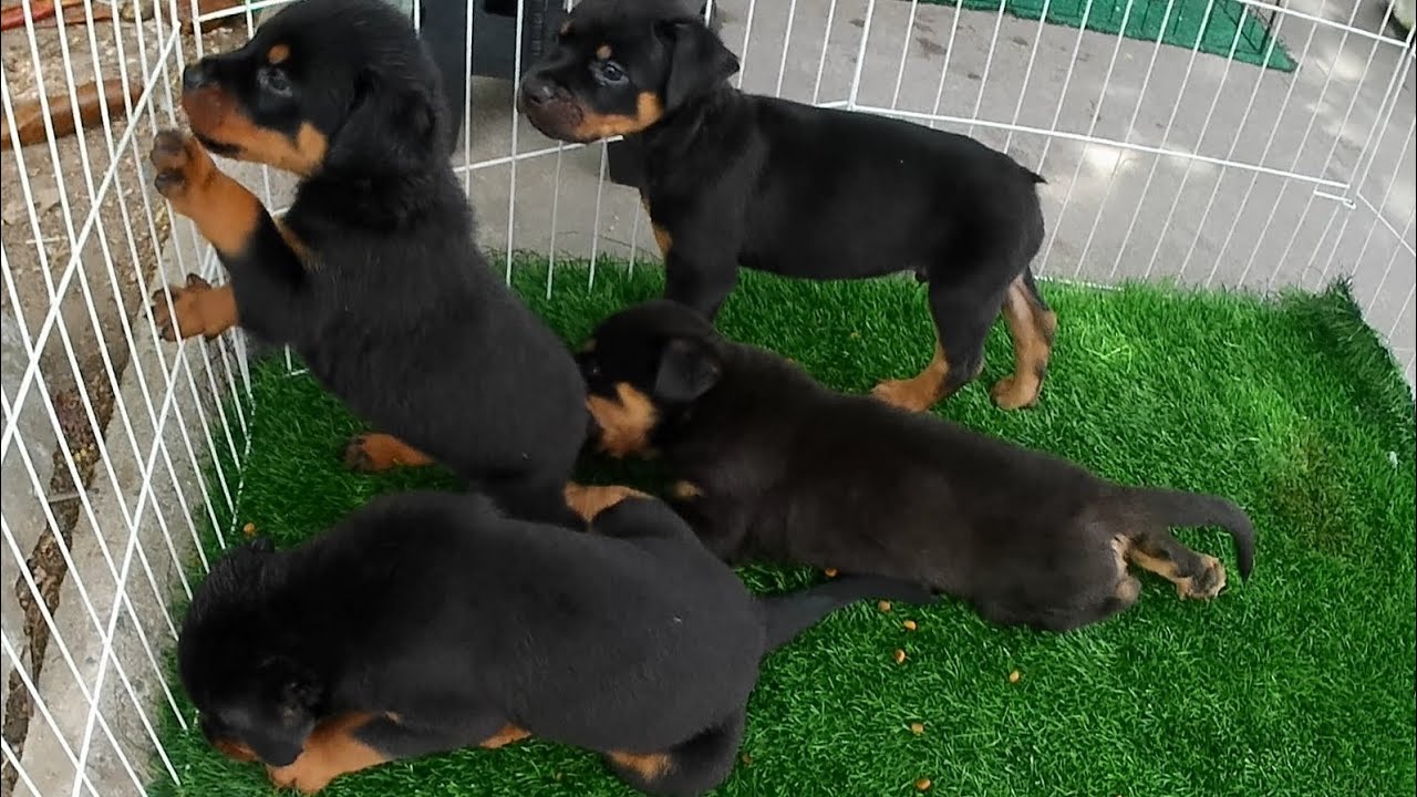 FEIRA DE CACHORRINHOS FILHOTES ROTTWEILER,PITBULL,PASTOR ALEMÃO,PINCHER,YORKSHIRE,PASTOR BELGA 