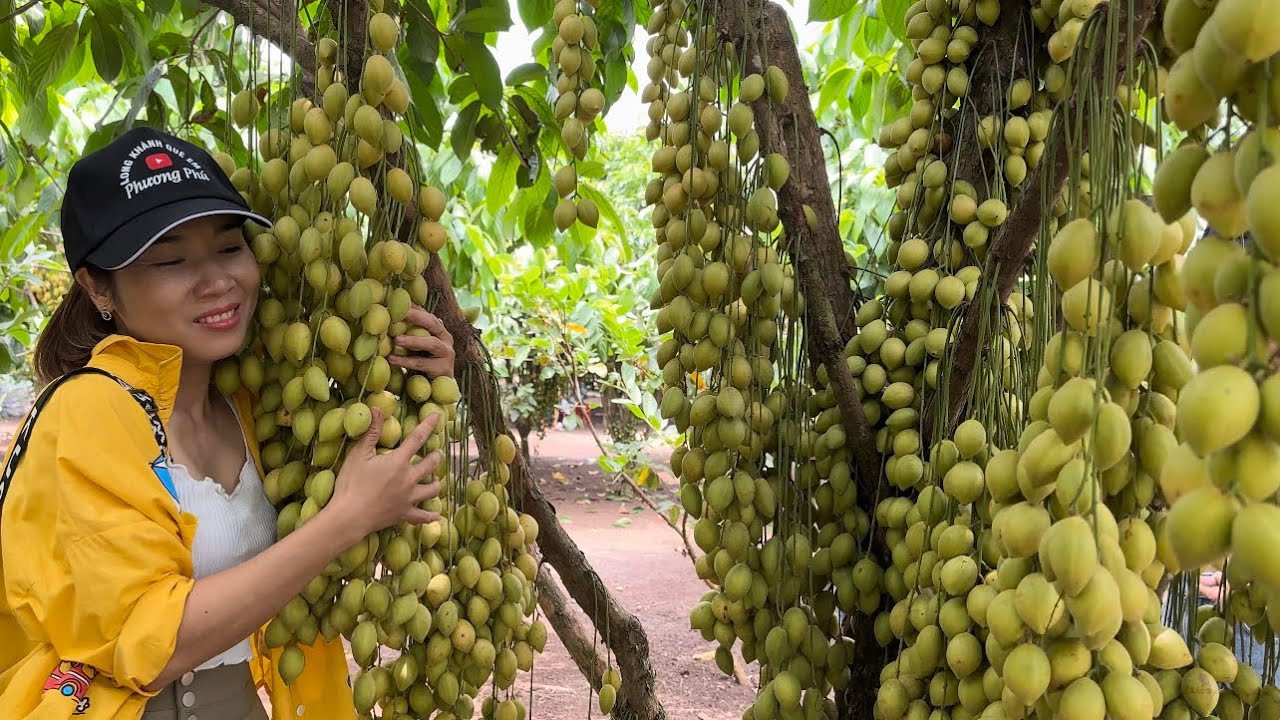 Khám phá vườn “Dâu xiêm xanh”ở Xuân Lộc•Trái nhiều khủng khiếp /lkqe-pp