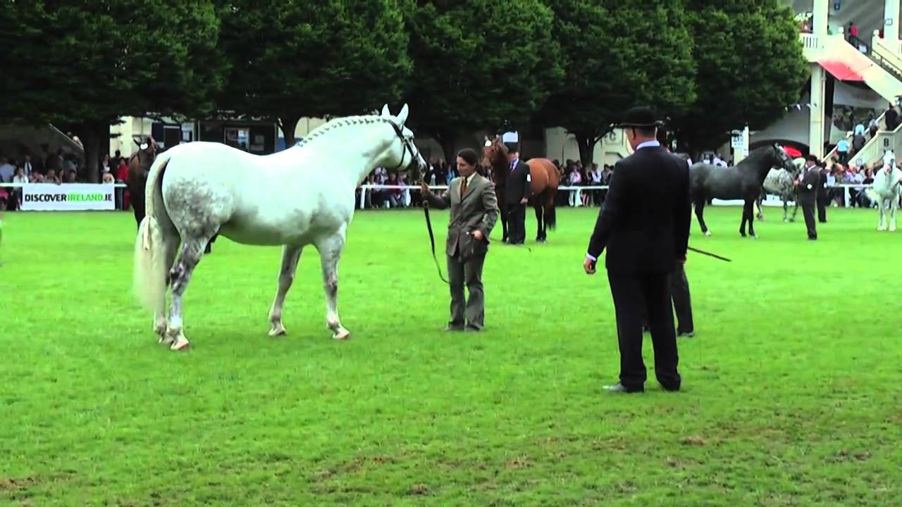 Dublin Horse Show RID Stallion Class RDS 2009