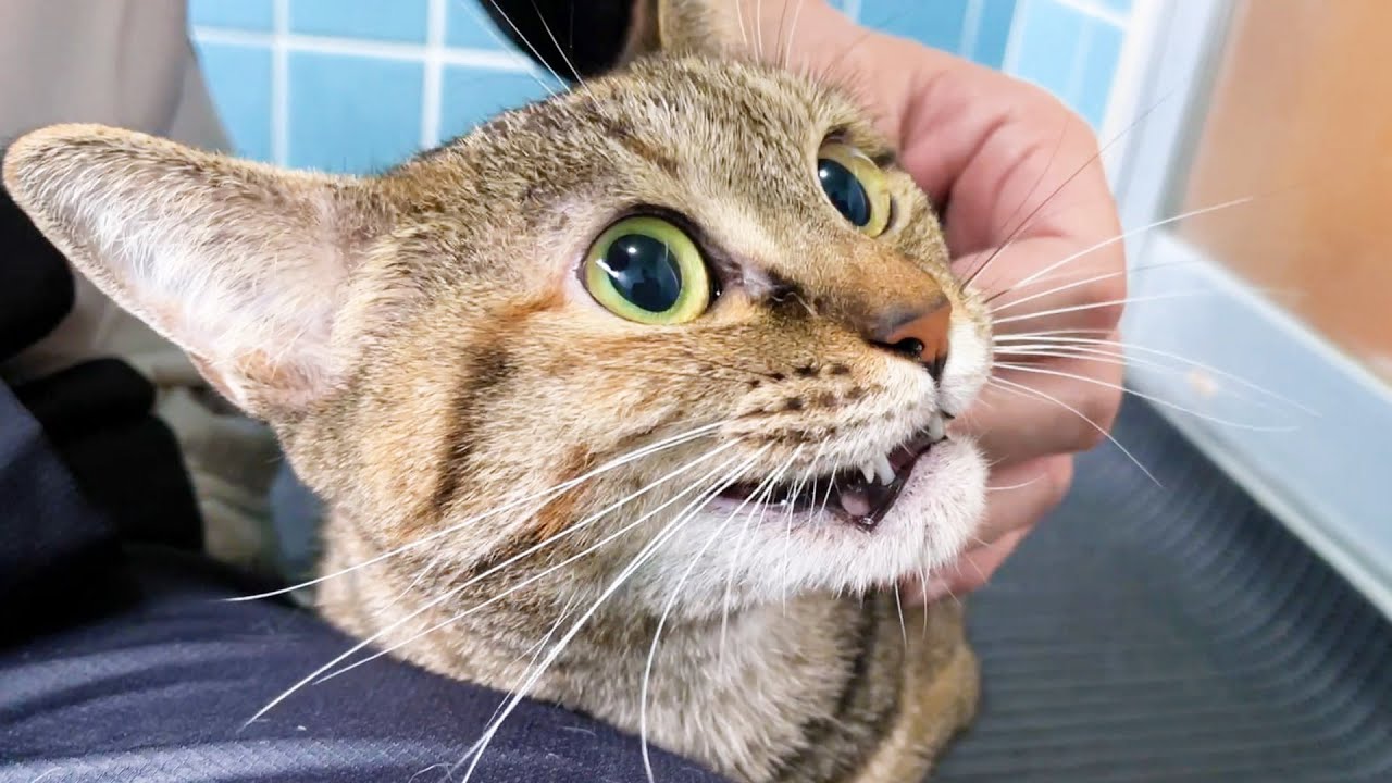 お風呂が大っ嫌い～と飼い主に訴えるキジトラ猫♥