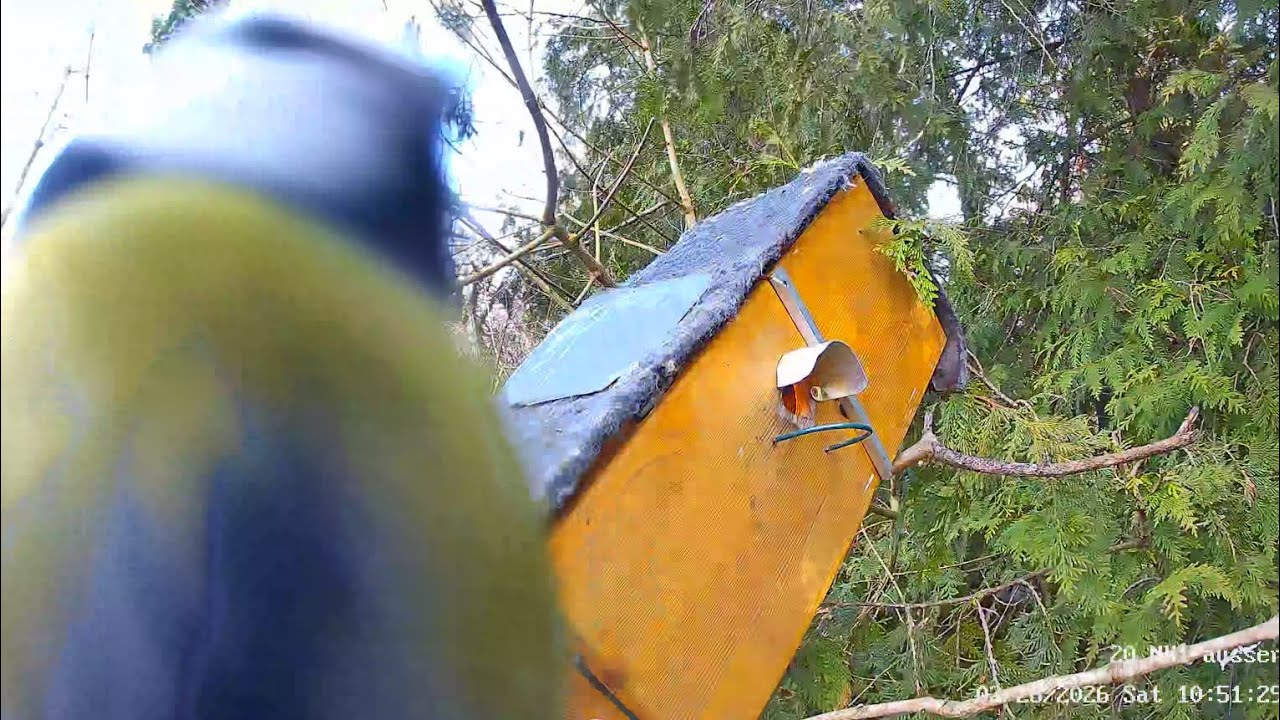 Kohlmeise kontrolliert NK 1, Blaumeise randaliert 😂😍 (28.02.2026) 