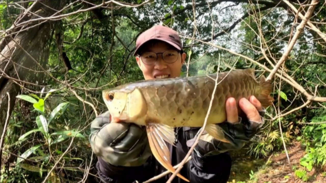 🎣 Catching Wild Arowana Fish | Jungle River Fly Fishing Adventure -Ep 42