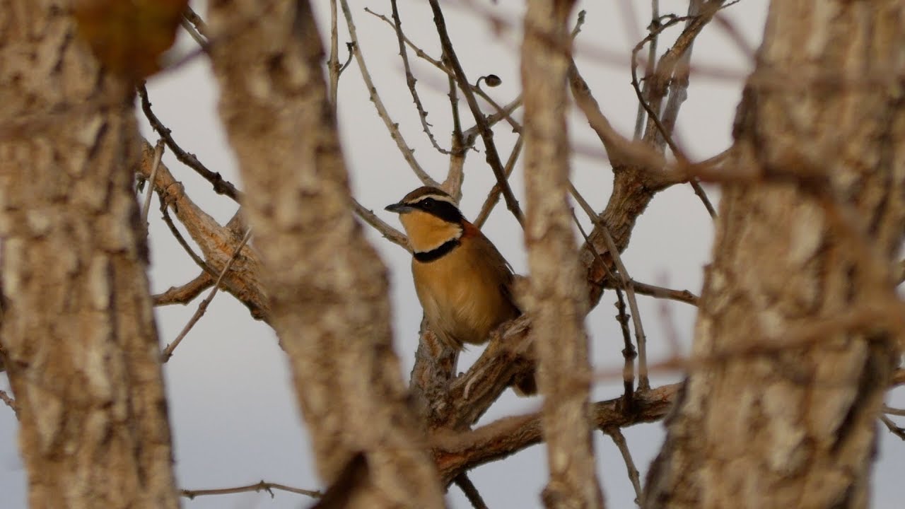 Brazil 2015 -  Birding at Chapada dos Guimaraes