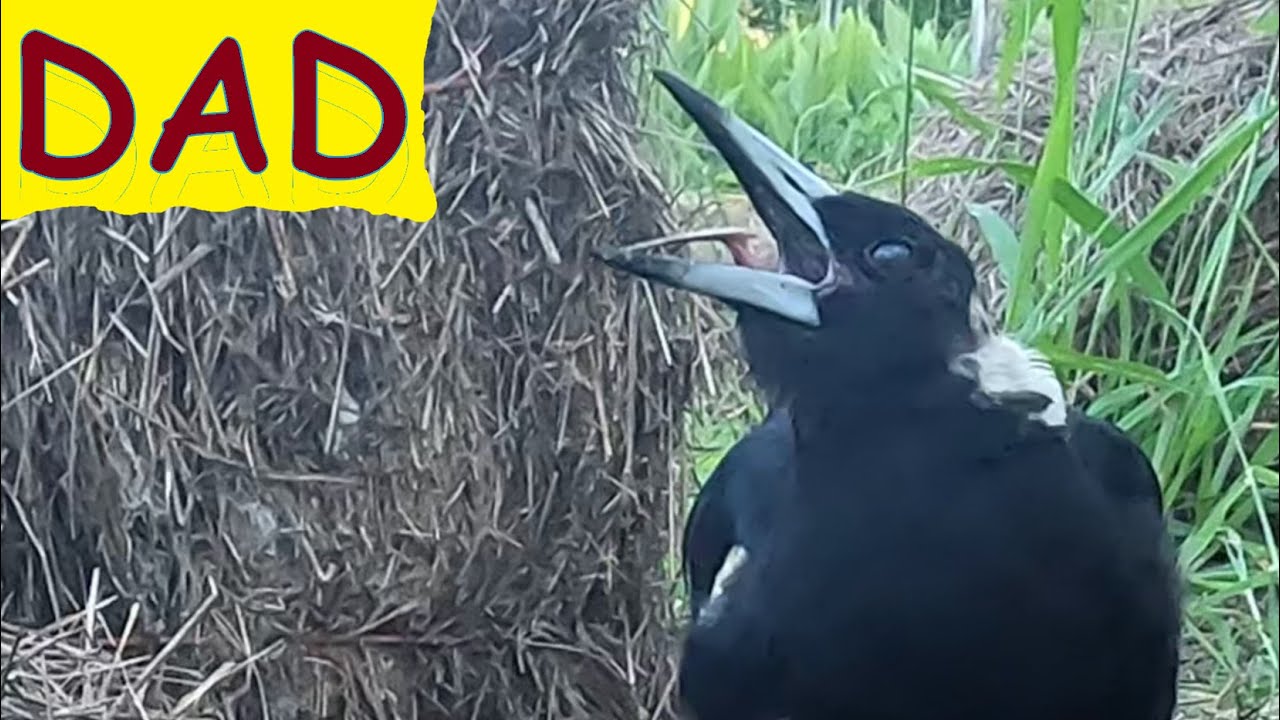 Mum and Dad magpies come for bales and dried mealworms! Australian birds