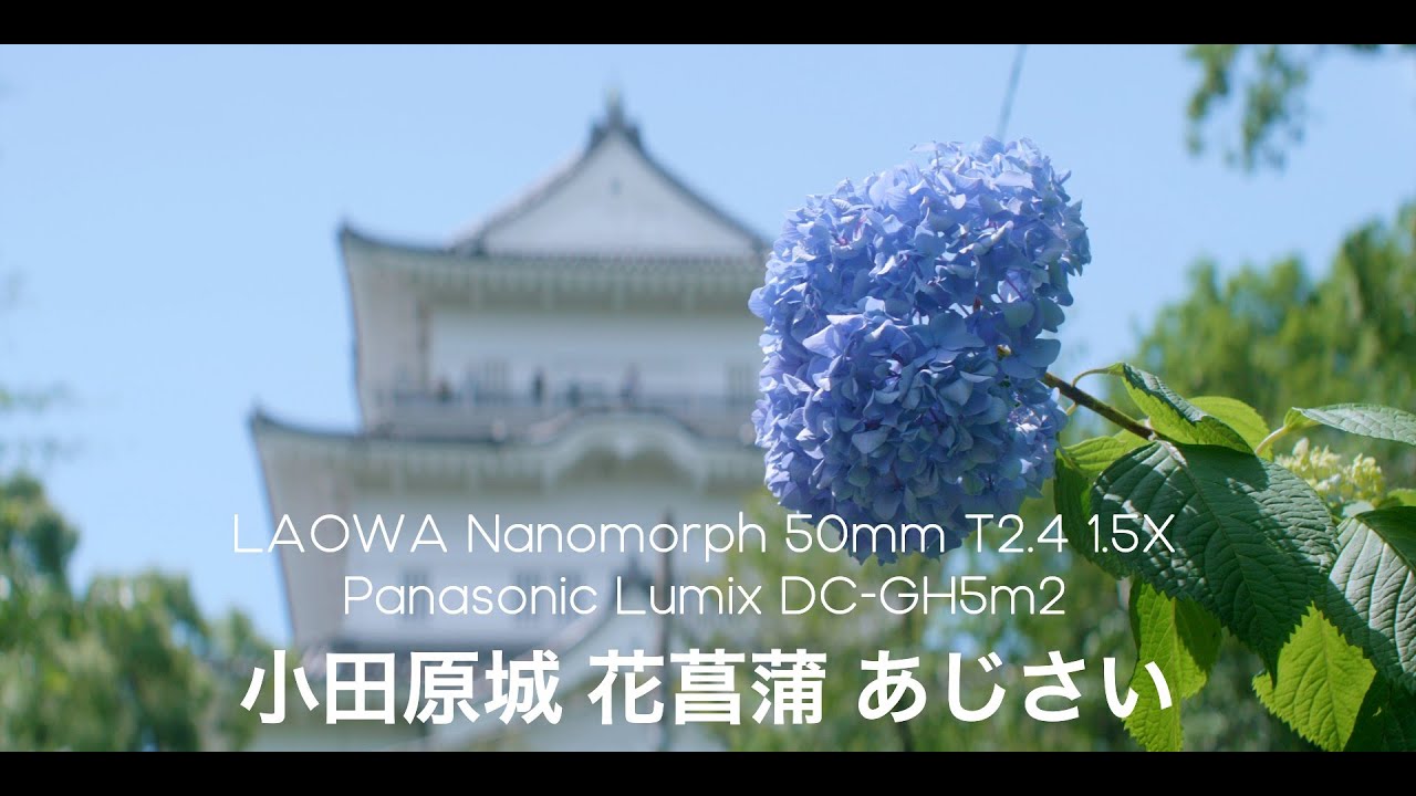 小田原城 花菖蒲 あじさい | Lumix DC-GH5m2 Open Gate | LAOWA Nanomorph 50mm T2.4 1.5X Anamorphic Super35