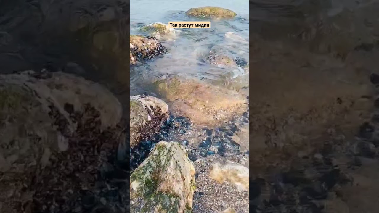 #mussels #turkey #nature #aegean #life #мидии #турция #природа #эгейскоеморе #жизнь #интересно #