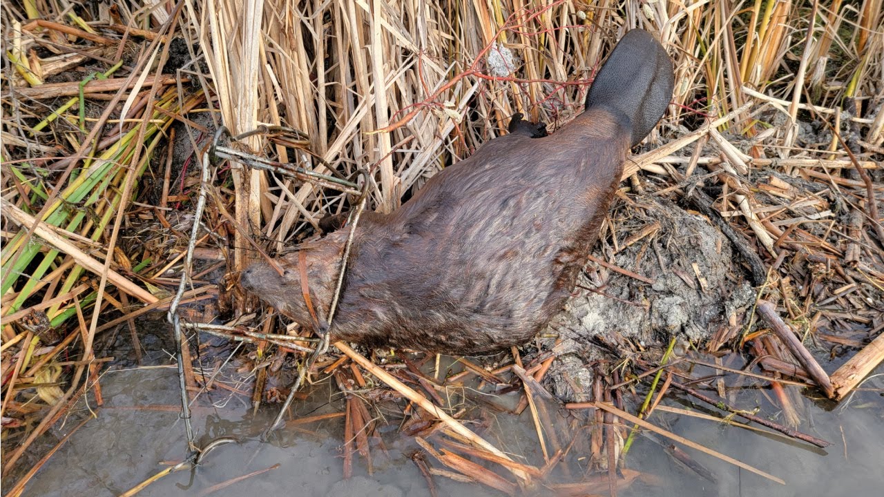 Dock check #1  Nuisance Beaver Trapping