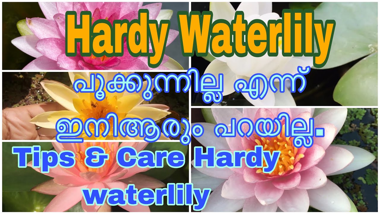 Tips for flowering hardy Waterlily/ hardy waterlily care and propagation /how to bloom hardy water