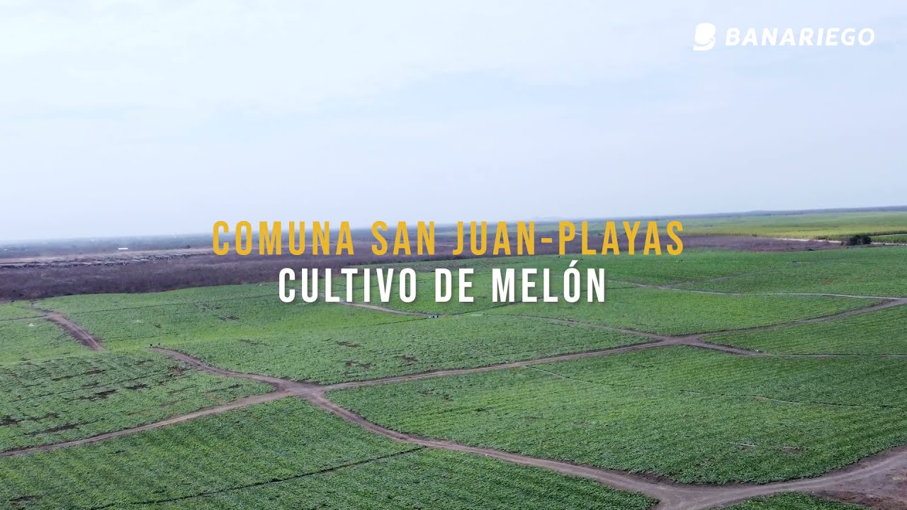 SISTEMA DE RIEGO POR CINTA DE GOTEO EN CULTIVO DE MELON - PLAYAS