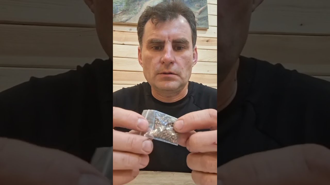 Отримали насіння фісташки.😧