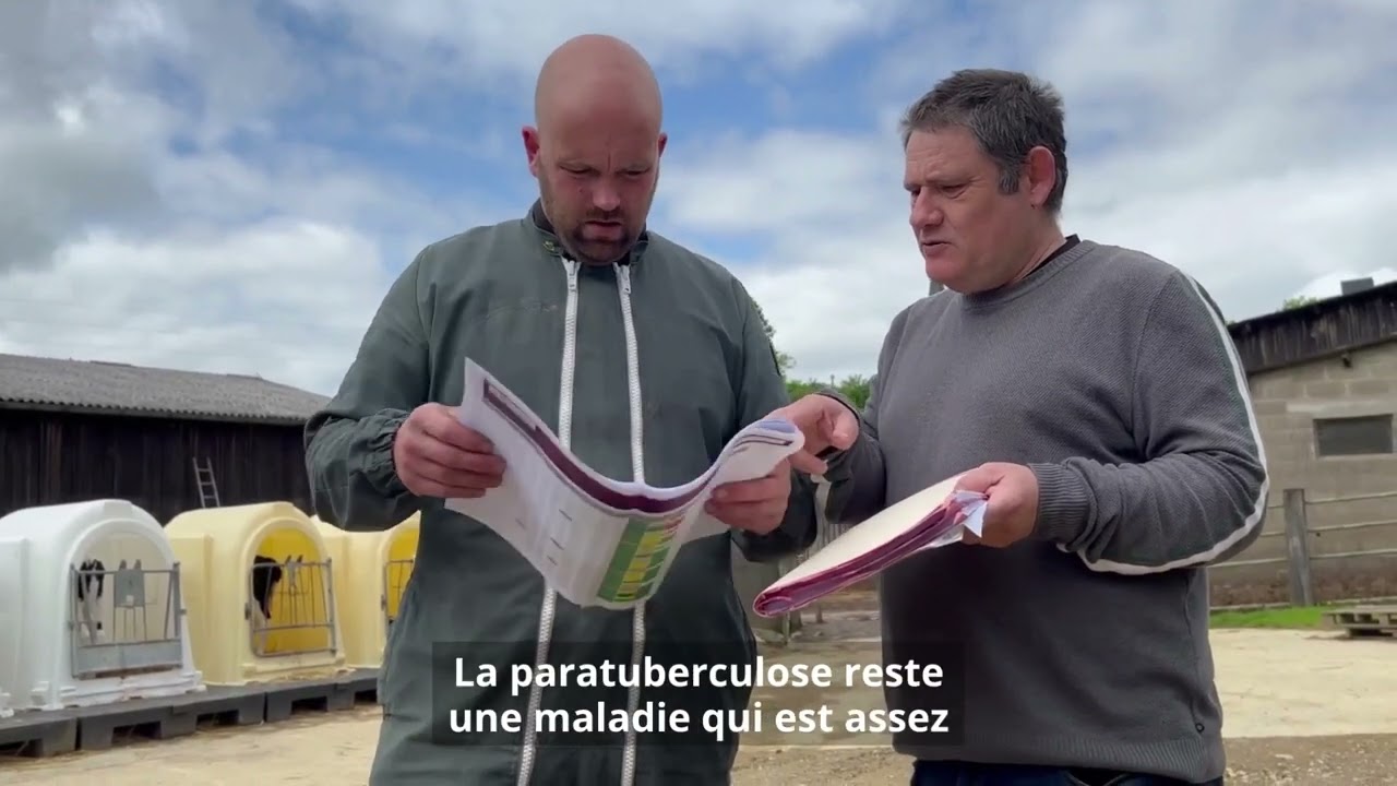 Paratuberculose en race Prim'Holstein - témoignages