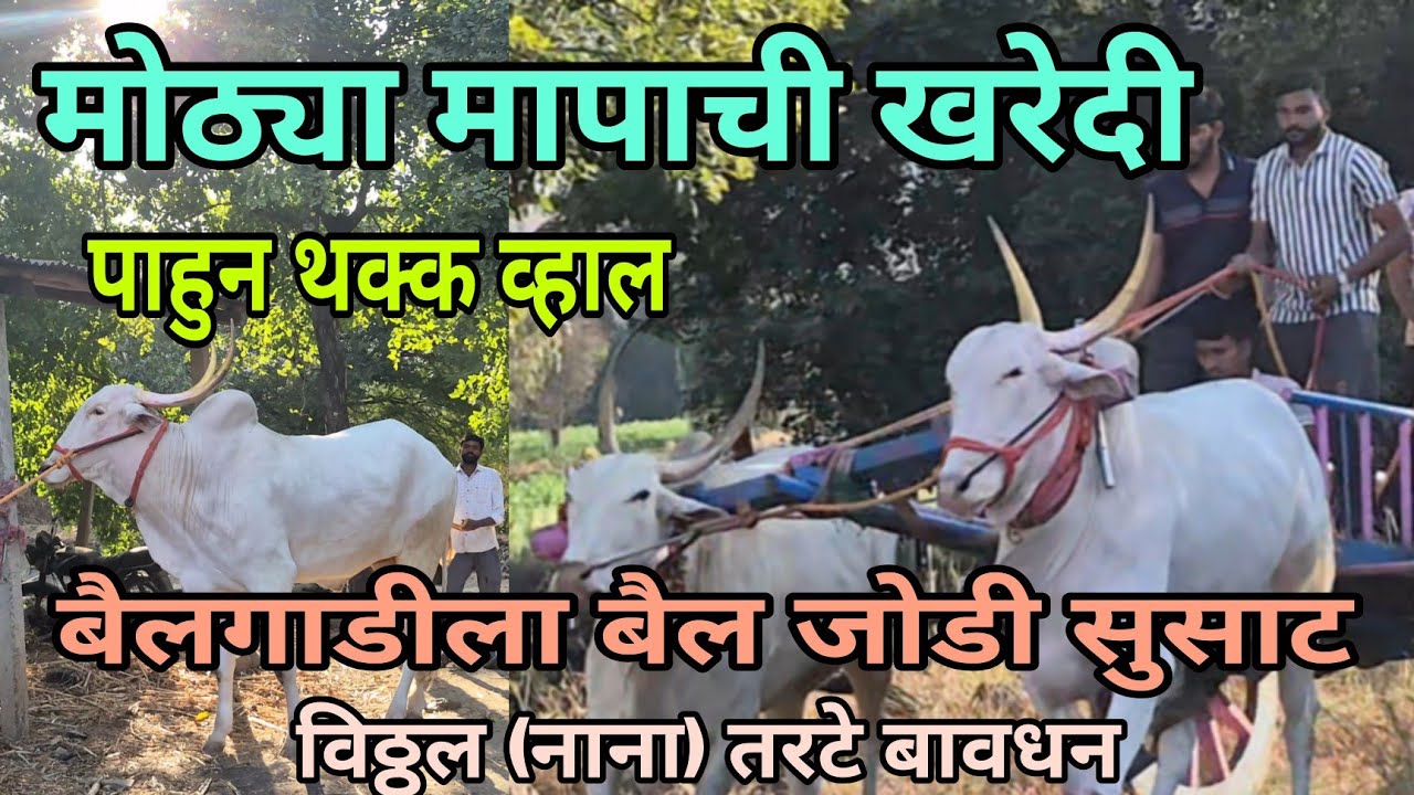 मोठ्या मापाची खरेदी , विठ्ठल,( नाना) तरटे बावधन   #bailgada #bailgadasharyat 
