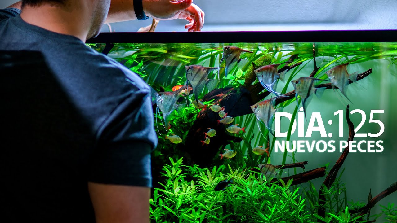 D&Iacute;A 125: Los NUEVOS PECES del Acuario Comunitario