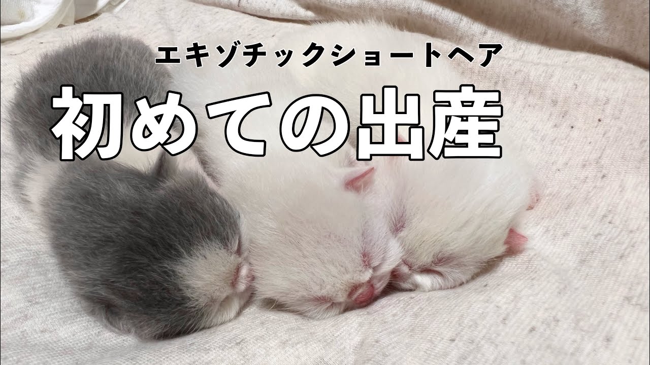 待望の赤ちゃん誕生！！エキゾチックショートヘアーの子猫が生まれました！