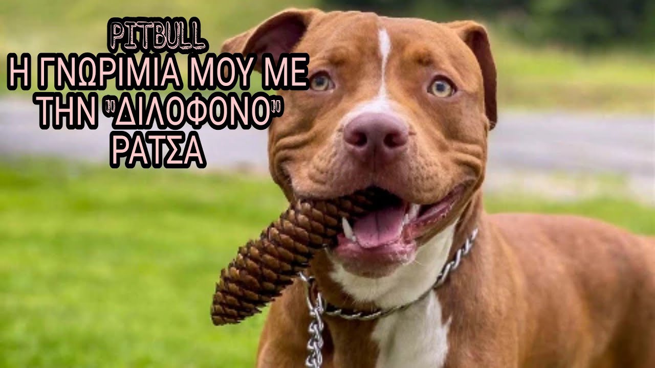 PITBULL η ράτσα 