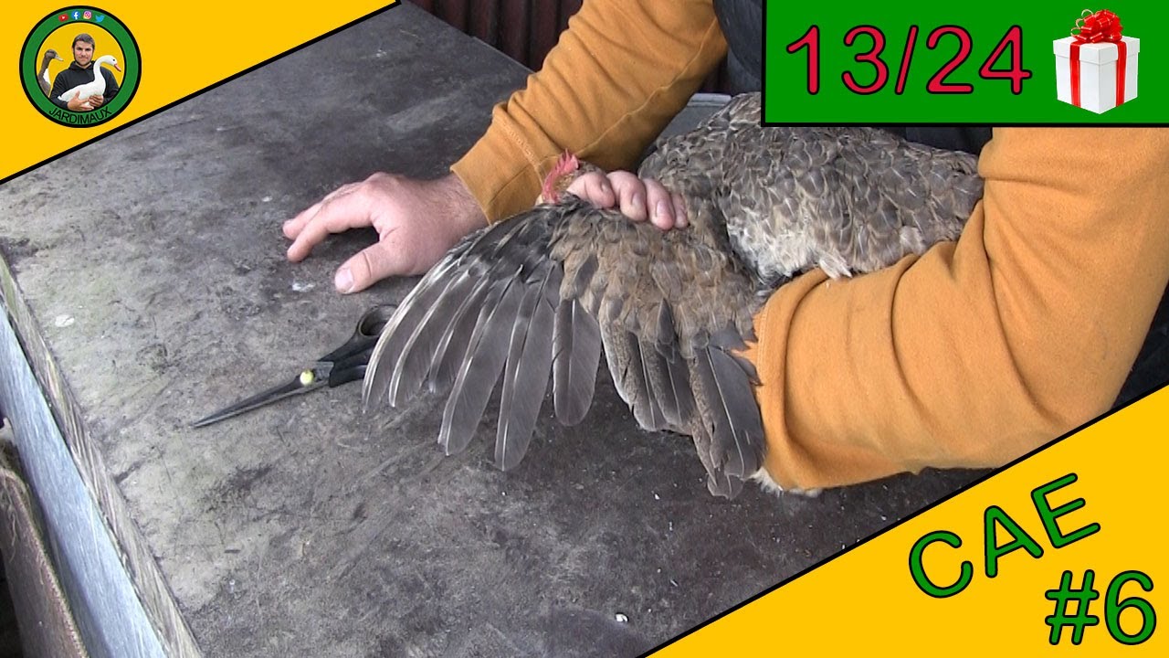 CAE | ÉPISODE 6 | COMMENT COUPER LES PLUMES DES AILES D'UNE POULE ! 🐓