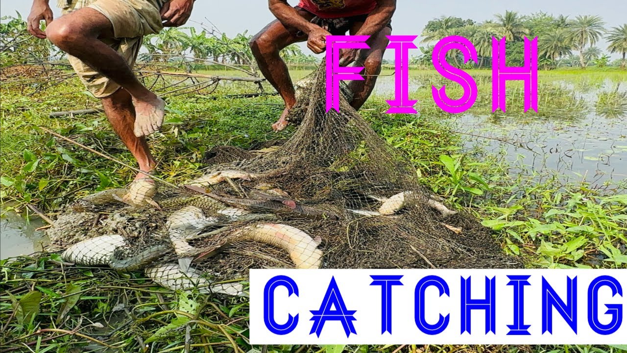 Ring Cast Net Fishing 🐬😱|| 10 Foot Cast Net Fishing | |Catching Many Big Fish