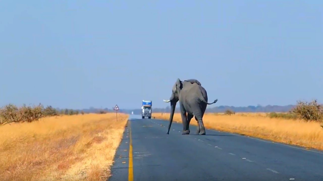 Elephant crossing Road in Africa Interesting Video