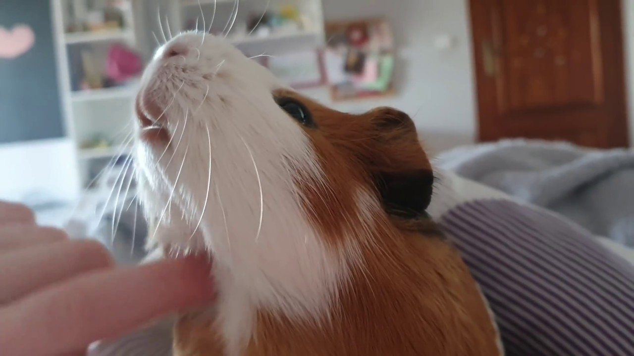 Vlog🥳❤