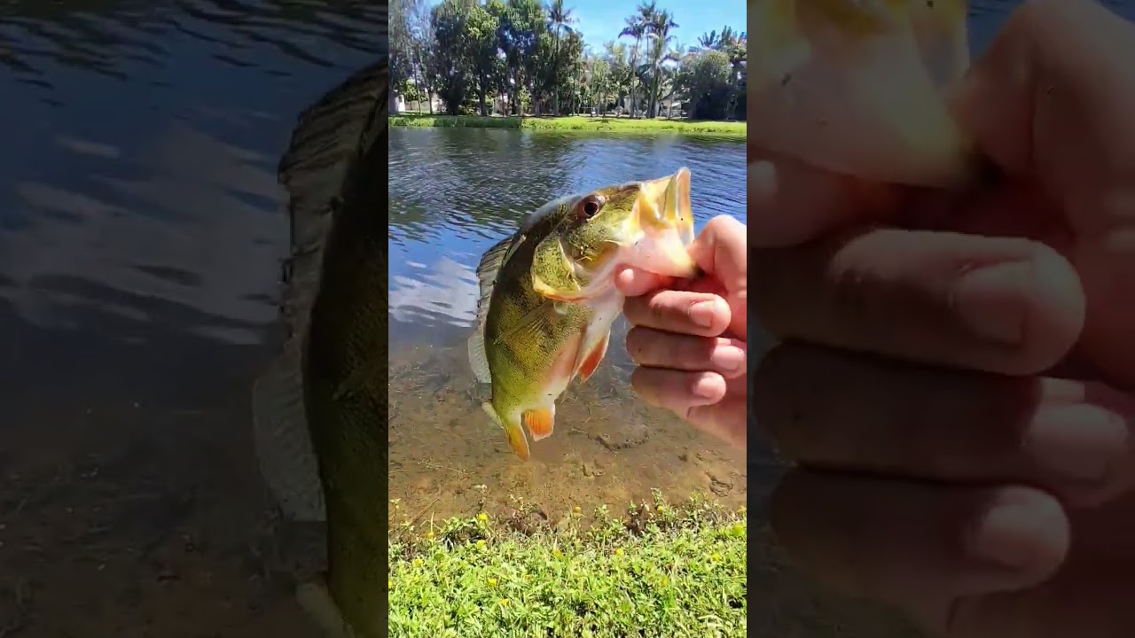 peacock bass fishin🦚🎣